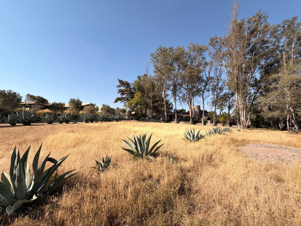 Rancho la Loma